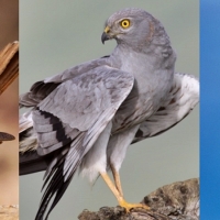 SEO/BirdLife presenta las tres candidatas para ser Ave del Año 2022
