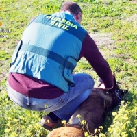 Operación en Extremadura: detenido por hacerse pasar por veterinario