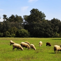 Convocan las ayudas de Solicitud Única de la PAC por 562 millones €