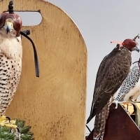 Llerena acoge el Campeonato de España de Cetrería