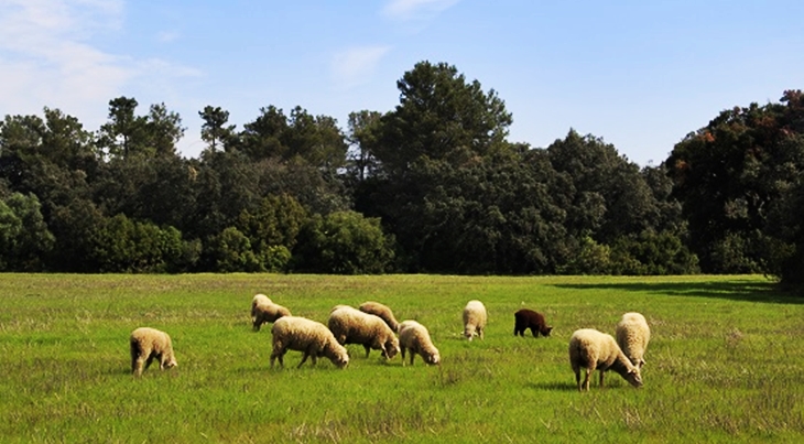 Convocan las ayudas de Solicitud Única de la PAC por una inversión de 562 millones de euros