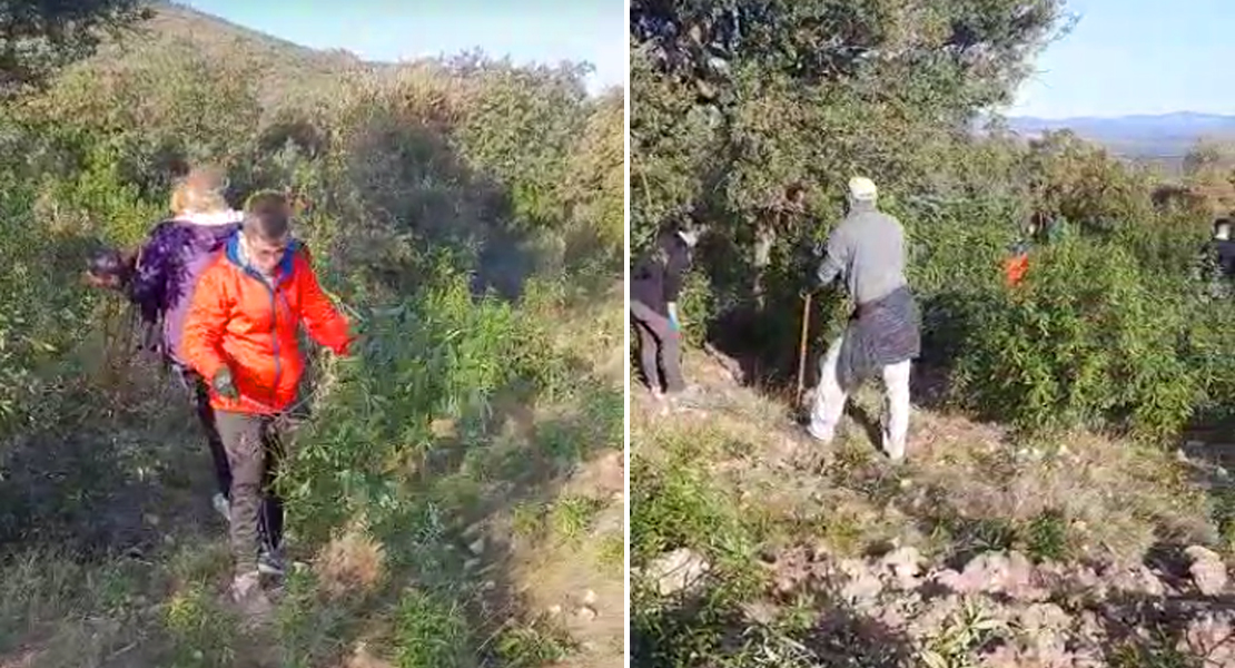 El programa ‘Plantabosques’ ya está en marcha en Extremadura