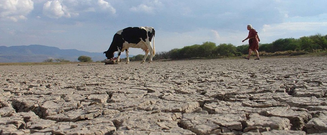 Cooperativas Extremadura reclama que el seguro de sequía en pastos refleje la realidad de los ganaderos