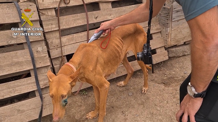 Rescatan a 39 perros en pésimas condiciones