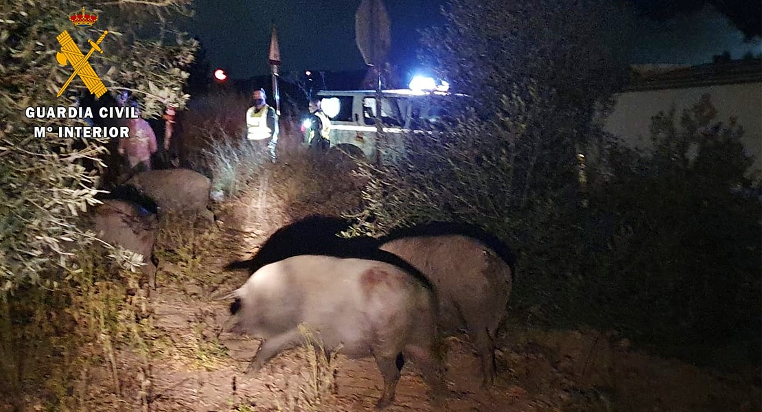 Tiene un accidente cuando venía de robar cerdos de una finca extremeña