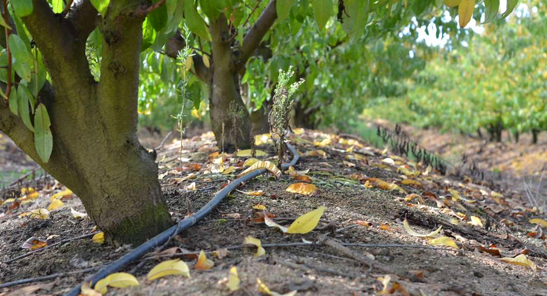 Agricultura propone priorizar el riego de algunos cultivos en las Vegas del Guadiana ante la sequía