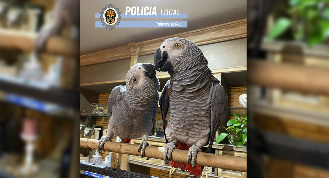 Encuentran a un loro perdido en Talavera la Real, valorado en 850 euros