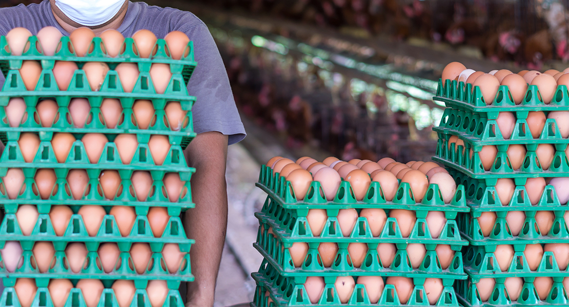 Alerta en Europa: gran brote de salmonela vinculado huevos españoles