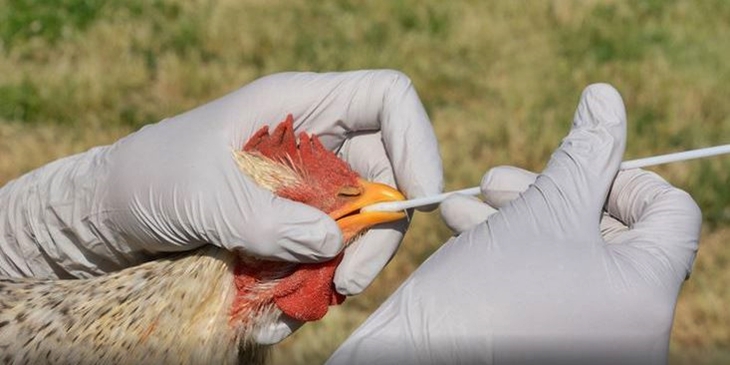 Confirman un caso del virus de ‘influenza aviar’ en Extremadura