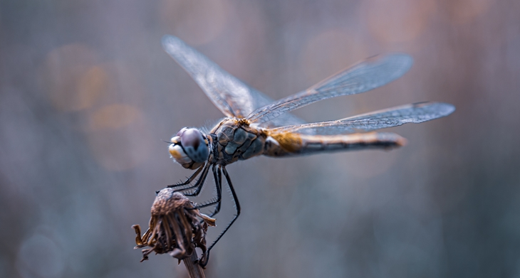 Ecologistas: “Conservando los insectos se detendrá la pérdida de biodiversidad”