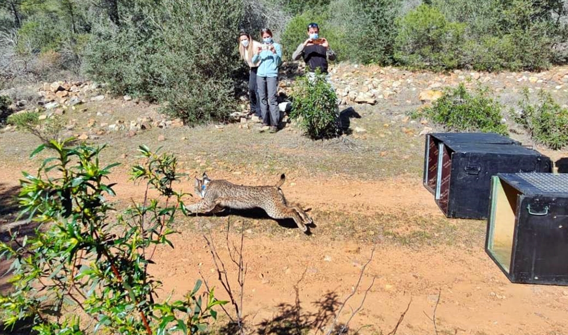 Liberan a 8 linces en Extremadura: la población asciende a 176 ejemplares