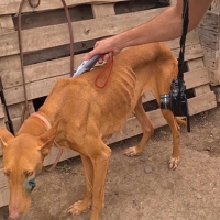 Rescatan a 39 perros en pésimas condiciones