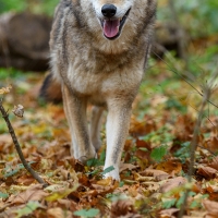 Se confirma la presencia de un ejemplar de lobo en el nordeste extremeño