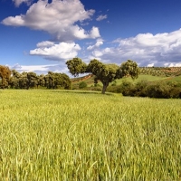 La Junta abona 37 millones del pago básico, verde y pago complementario a jóvenes agricultores