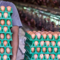 Alerta en Europa: gran brote de salmonela vinculado a huevos españoles
