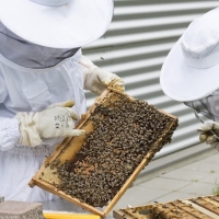 Buscan mejoras para la producción y comercialización de productos apícolas