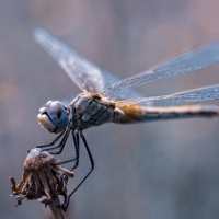 Ecologistas: “Conservando los insectos se detendrá la pérdida de biodiversidad”