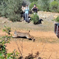 Liberan a 8 linces en Extremadura: la población asciende a 176 ejemplares