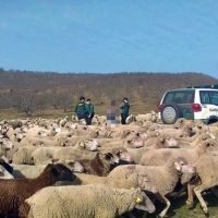 Roban cerca de 300 ovejas a ganaderos extremeños