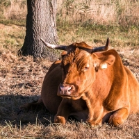 El seguro no está cumpliendo las expectativas de los ganaderos extremeños y UPA-UCE reclamará
