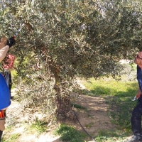 El CFMR de Don Benito impartirá dos cursos de poda y reproducción de olivares