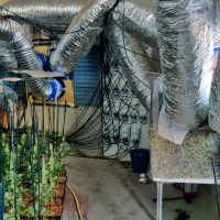 Una pareja de Don Benito escondía 2.000 plantas de marihuana en una parcela