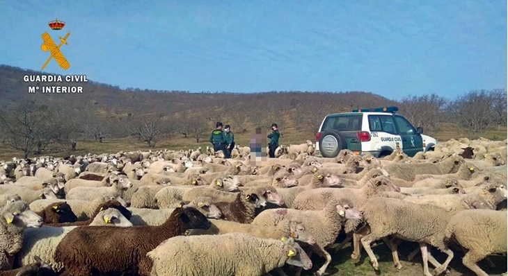 Un ganadero cacereño investigado por apropiación indebida y hurto de cerca de 300 ovejas