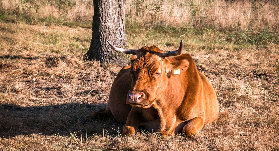 El seguro no está cumpliendo las expectativas de los ganaderos extremeños y UPA-UCE reclamará
