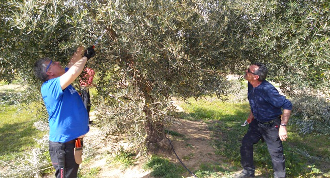 El CFMR de Don Benito impartirá dos cursos de poda y reproducción de olivares