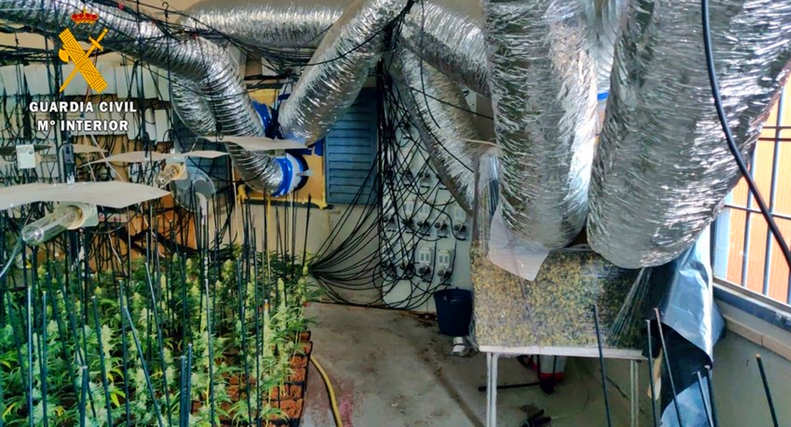 Una pareja de Don Benito escondía 2.000 plantas de marihuana en una parcela