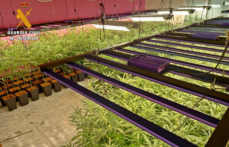Detienen a un grupo delictivo dedicado al cultivo y tráfico de marihuana en una localidad pacense