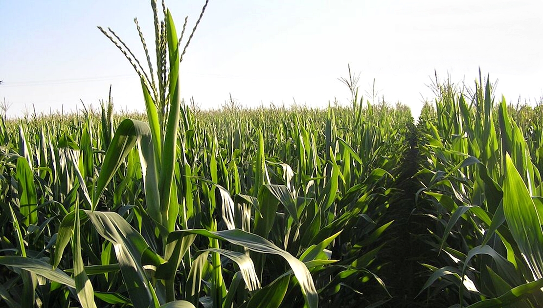 Piden plantar maíz y arroz en Extremadura ante la Guerra en Ucrania