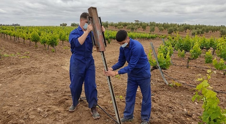 Ayudas para la reestructuración y reconversión del viñedo de la campaña 2022/2023
