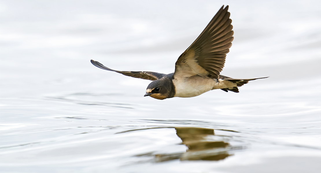 Tres especies de aves migratorias que ahora regresan están en peligro