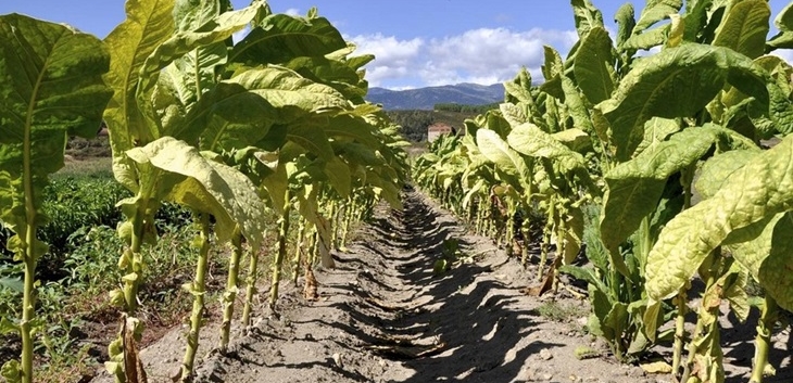 Asaja Extremadura denuncia la situación “límite” del sector tabaquero extremeño