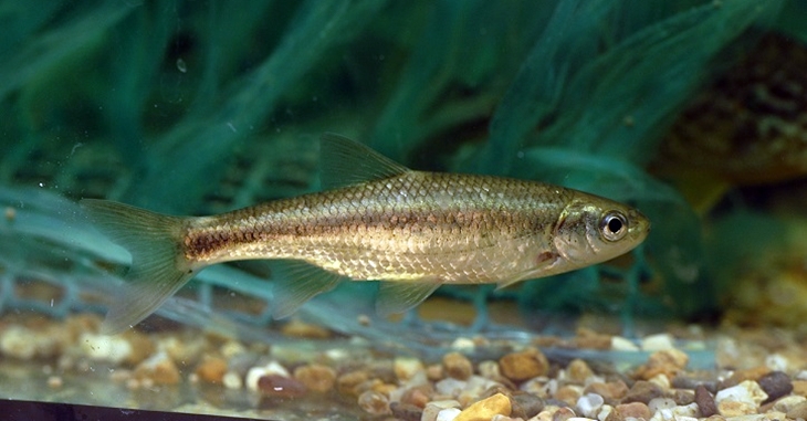 Modifican algunos tramos de pesca en Extremadura