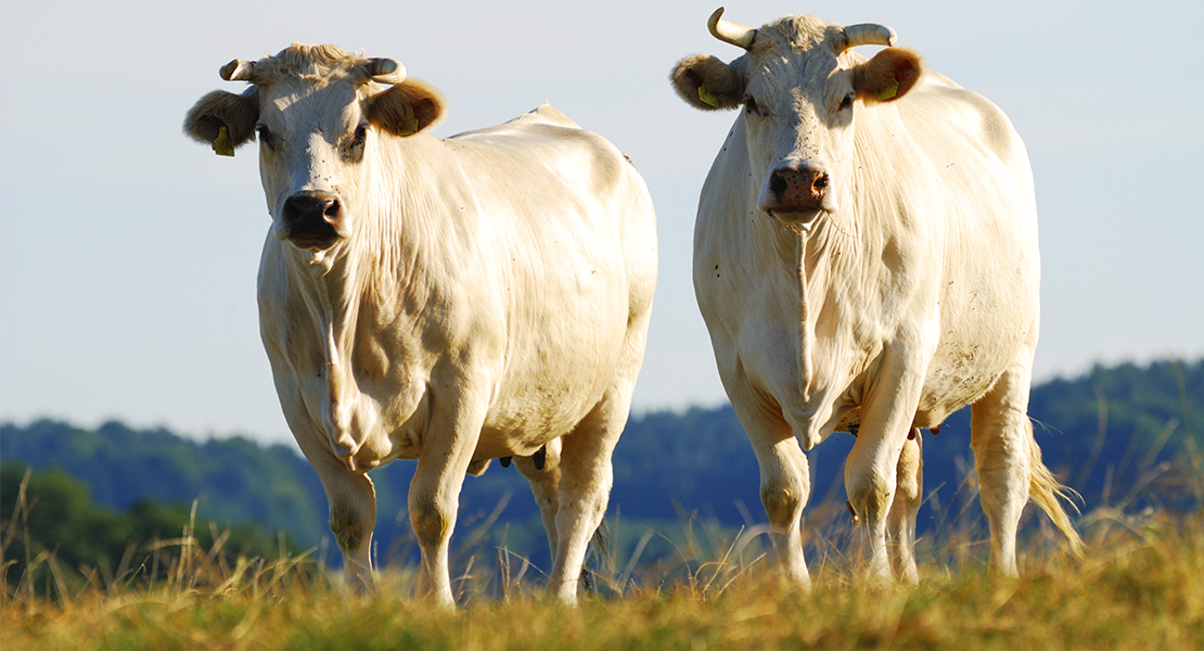 Extremadura es la segunda comunidad autónoma con mayor censo de vaca nodriza