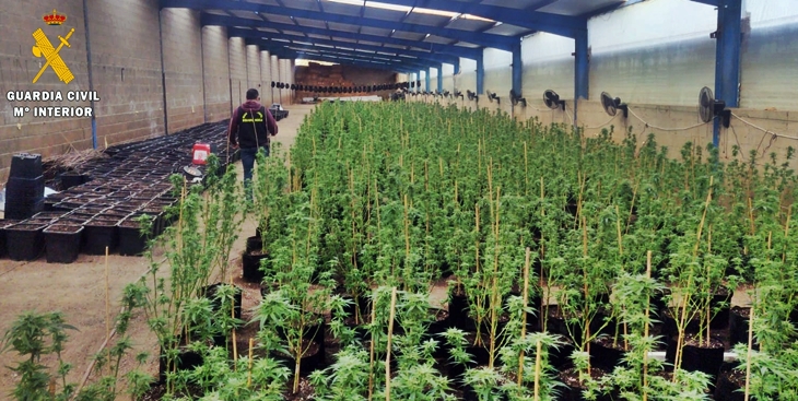 Ingreso en prisión por cultivar y traficar con droga en una explotación ganadera extremeña