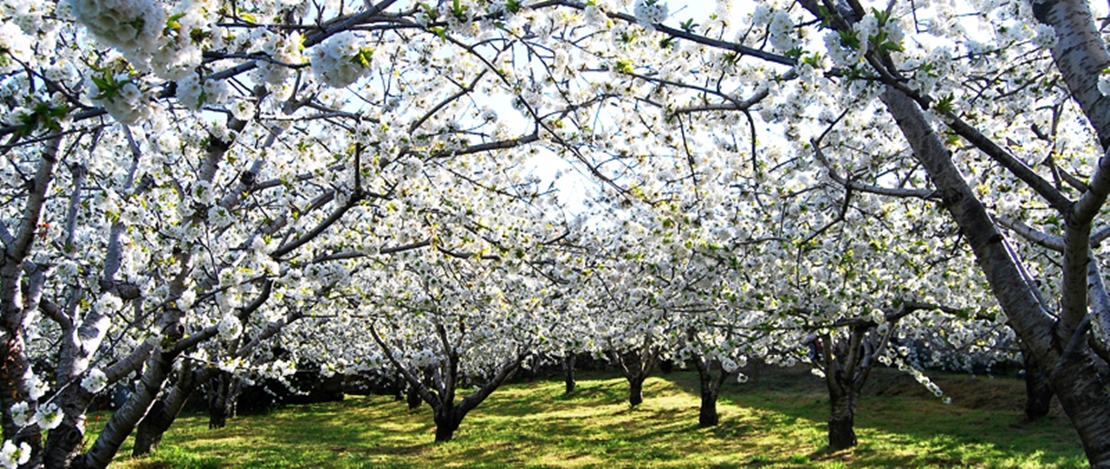 El cerezo en flor llega cargado de polémica por la situación del campo