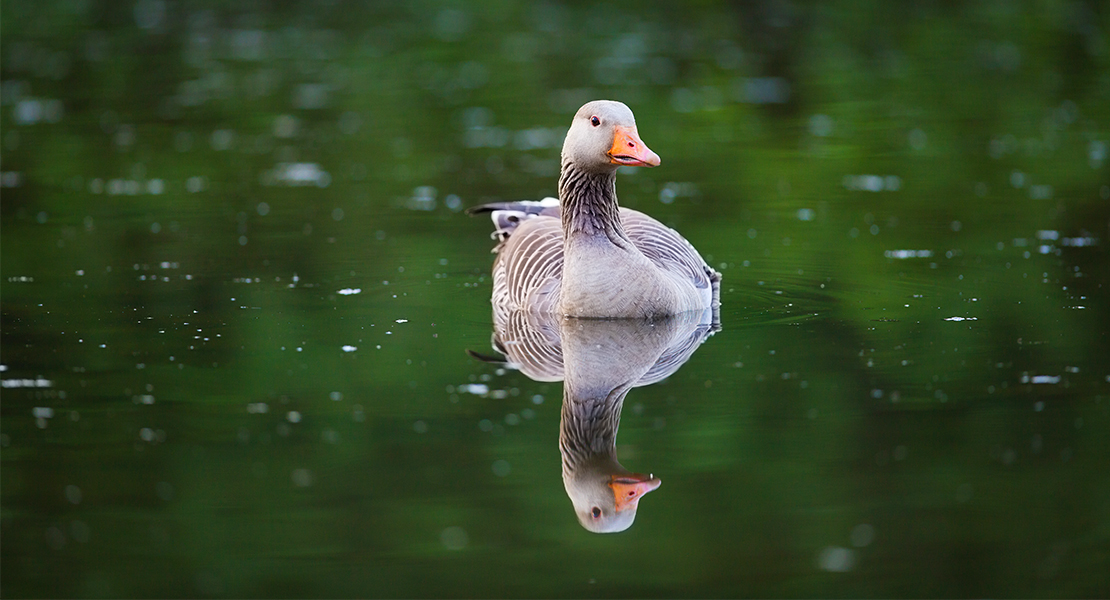 Gripe aviar en Extremadura: continúan apareciendo aves muertas y hay varios focos detectados