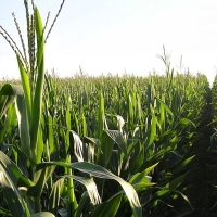 Piden plantar maíz y arroz en Extremadura ante la Guerra en Ucrania