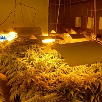 Detienen a los responsables de dos plantaciones “indoor” de marihuana en Badajoz