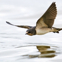 Tres especies de aves migratorias que ahora regresan están en peligro