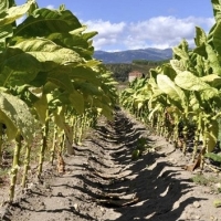 Asaja Extremadura denuncia la situación “límite” del sector tabaquero extremeño
