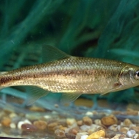 Modifican algunos tramos de pesca en Extremadura