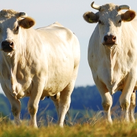 Extremadura es la segunda comunidad autónoma con mayor censo de vaca nodriza