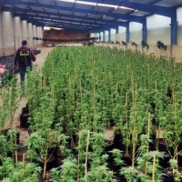 Ingreso en prisión por cultivar y traficar con droga en una explotación ganadera extremeña