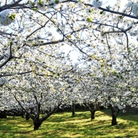 El cerezo en flor llega cargado de polémica por la situación del campo