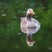 Gripe aviar en Extremadura: continúan apareciendo aves muertas y hay varios focos detectados