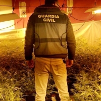 Operación contra el tráfico y cultivo de drogas en Navalmoral de la Mata (CC)